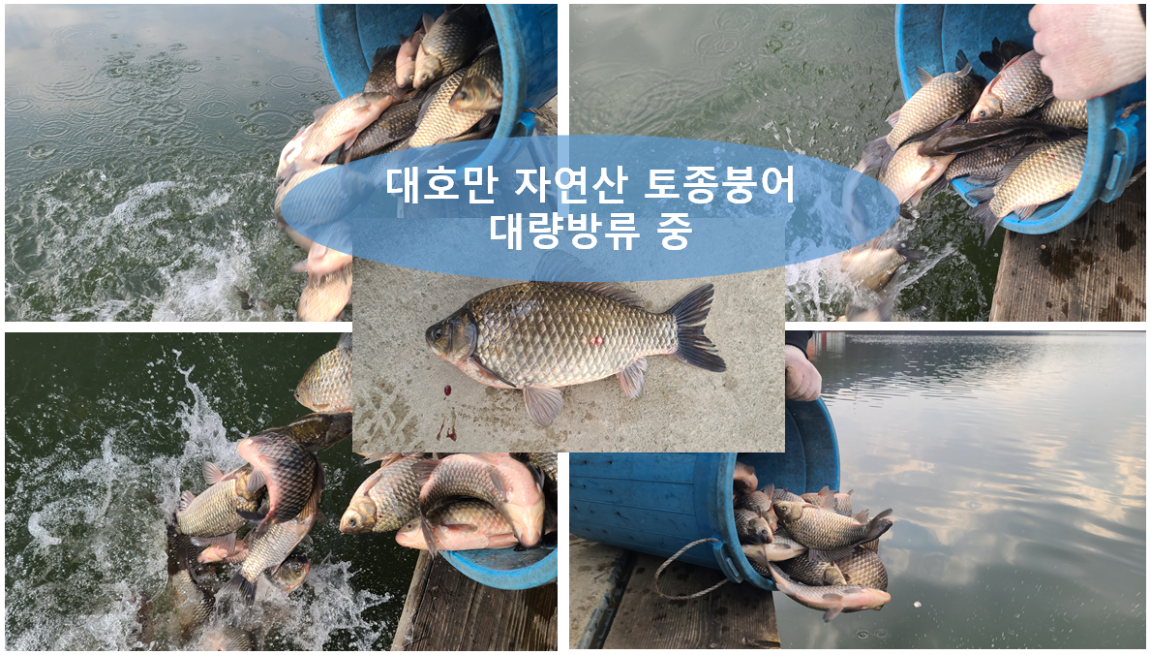 자연산 토종붕어 방류.png3.png